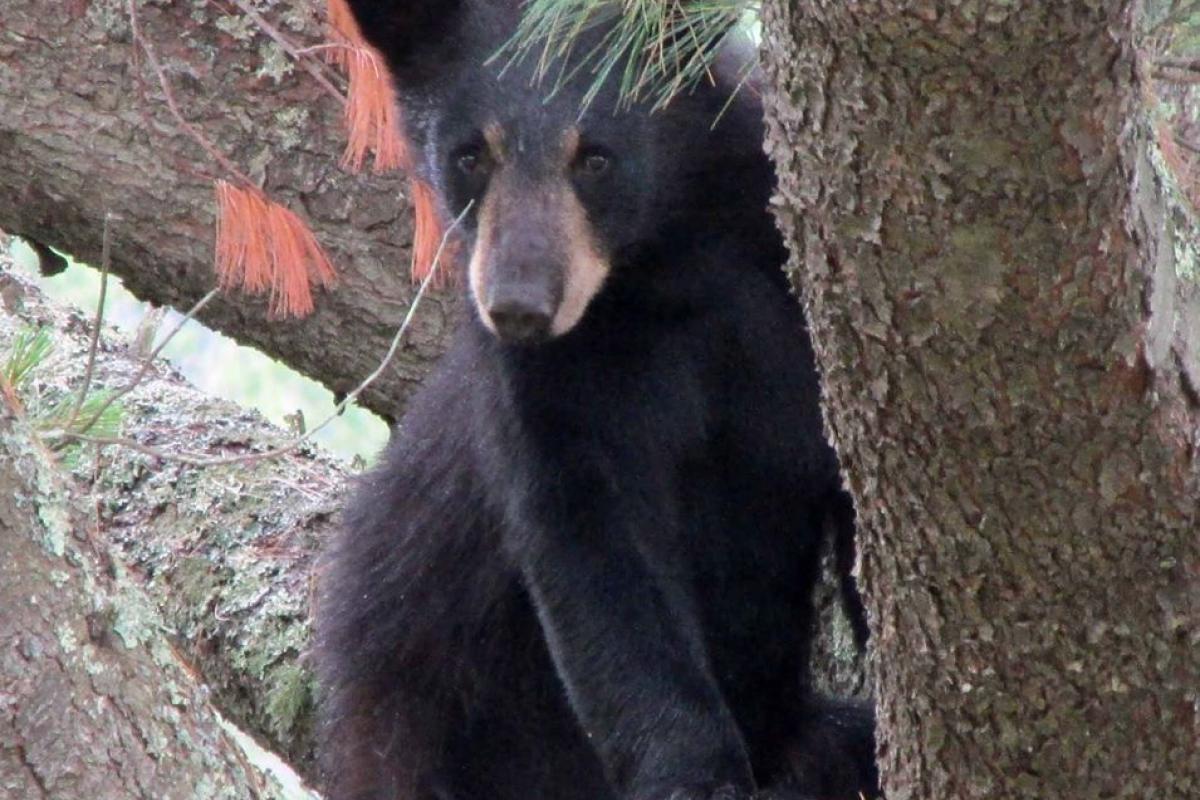 Bear in Jackson